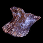 1.3" Crocodile Fossil Toe Bone Hell Creek FM Cretaceous Dinosaur Age Montana