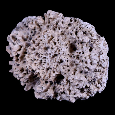 2.1" Glyptodon Fossil Osteoderm Scute Plate Bony Armor Pliocene Age Uruguay COA - Fossil Age Minerals