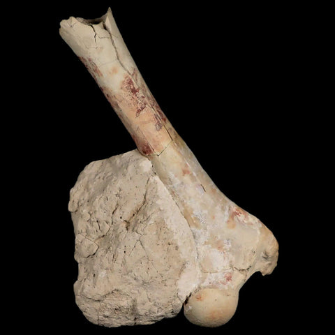 5.9" Oreodont Merycoidodon Fossil Limb Bone Oligocene Age Badlands SD COA - Fossil Age Minerals