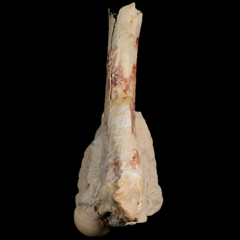 5.9" Oreodont Merycoidodon Fossil Limb Bone Oligocene Age Badlands SD COA - Fossil Age Minerals