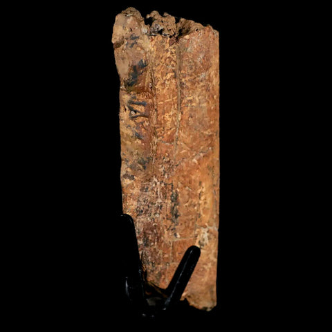 4.3 Edmontosaurus Fossil Rib Bone Hell Creek FM Cretaceous Dinosaur MT COA Stand - Fossil Age Minerals