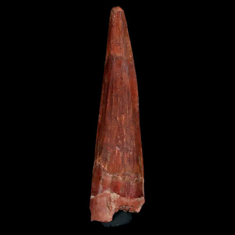 2.2" Spinosaurus Fossil Tooth 100 Mil Yrs Old Cretaceous Dinosaur COA & Stand - Fossil Age Minerals