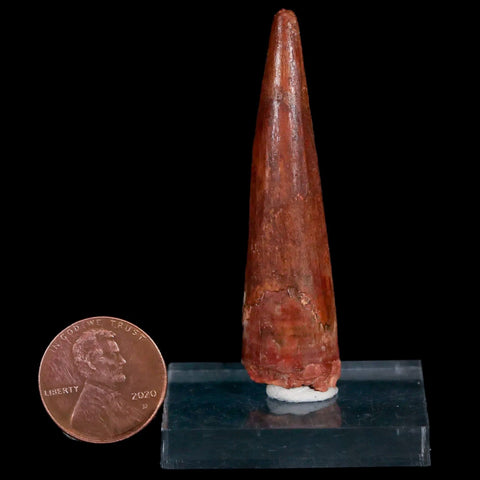 2.2" Spinosaurus Fossil Tooth 100 Mil Yrs Old Cretaceous Dinosaur COA & Stand - Fossil Age Minerals