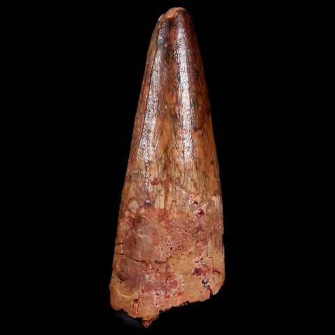 2.1" Spinosaurus Fossil Tooth 100 Mil Yrs Old Cretaceous Dinosaur COA & Stand - Fossil Age Minerals