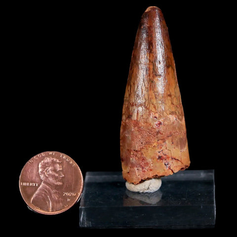 2.1" Spinosaurus Fossil Tooth 100 Mil Yrs Old Cretaceous Dinosaur COA & Stand - Fossil Age Minerals