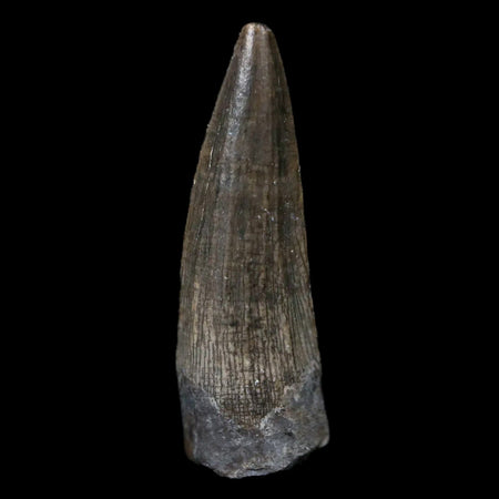 0.9" Suchomimus Fossil Tooth Cretaceous Spinosaurid Dinosaur Elraz FM Niger COA