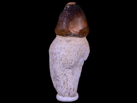 3" Globidens Mosasaur Fossil Tooth Root Cretaceous Dinosaur Era COA & Stand - Fossil Age Minerals