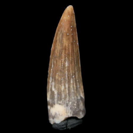 0.9" Suchomimus Fossil Tooth Cretaceous Spinosaurid Dinosaur Elraz FM Niger COA