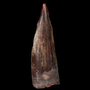 1" Suchomimus Fossil Tooth Cretaceous Spinosaurid Dinosaur Elraz FM Niger COA