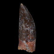 0.8" Suchomimus Fossil Tooth Cretaceous Spinosaurid Dinosaur Elraz FM Niger COA