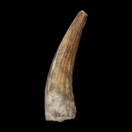 1.5" Suchomimus Fossil Tooth Cretaceous Spinosaurid Dinosaur Elraz FM Niger COA