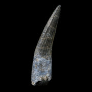 1.2" Suchomimus Fossil Tooth Cretaceous Spinosaurid Dinosaur Elraz FM Niger COA