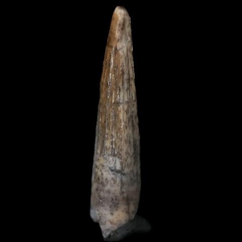 1.1" Suchomimus Fossil Tooth Cretaceous Spinosaurid Dinosaur Elraz FM Niger COA - Fossil Age Minerals