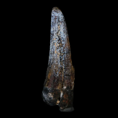 1.4" Suchomimus Fossil Tooth Cretaceous Spinosaurid Dinosaur Elraz FM Niger COA - Fossil Age Minerals