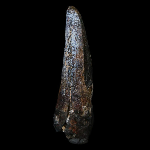 1.4" Suchomimus Fossil Tooth Cretaceous Spinosaurid Dinosaur Elraz FM Niger COA - Fossil Age Minerals