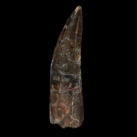 1" Suchomimus Fossil Tooth Cretaceous Spinosaurid Dinosaur Elraz FM Niger COA - Fossil Age Minerals