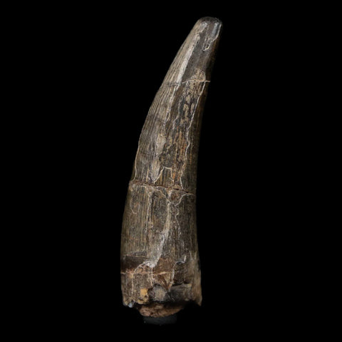 2.1" Suchomimus Fossil Tooth Cretaceous Spinosaurid Dinosaur Elraz FM Niger COA - Fossil Age Minerals