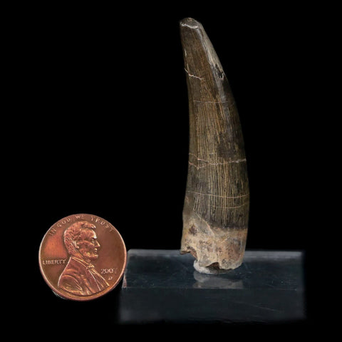 2.1" Suchomimus Fossil Tooth Cretaceous Spinosaurid Dinosaur Elraz FM Niger COA - Fossil Age Minerals