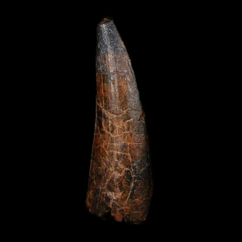 1.9" Suchomimus Fossil Tooth Cretaceous Spinosaurid Dinosaur Elraz FM Niger COA - Fossil Age Minerals