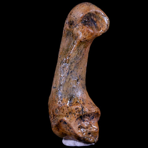 2.6" Extinct Cave Bear Ursus Spelaeus Hand Paw Bone Pleistocene Age Romania COA - Fossil Age Minerals