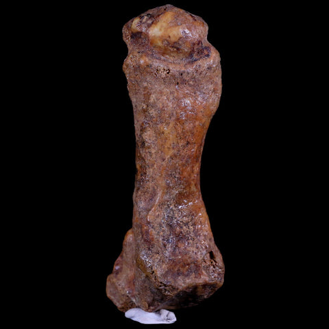 3.4" Extinct Cave Bear Ursus Spelaeus Hand Paw Bone Pleistocene Age Romania COA - Fossil Age Minerals