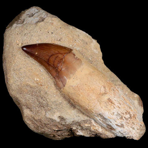 4.3" Mosasaur Prognathodon Fossil Tooth Rooted Cretaceous Dinosaur Era COA - Fossil Age Minerals