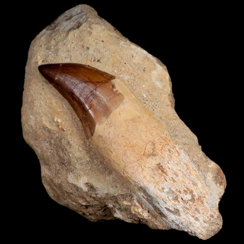 4.3" Mosasaur Prognathodon Fossil Tooth Rooted Cretaceous Dinosaur Era COA - Fossil Age Minerals