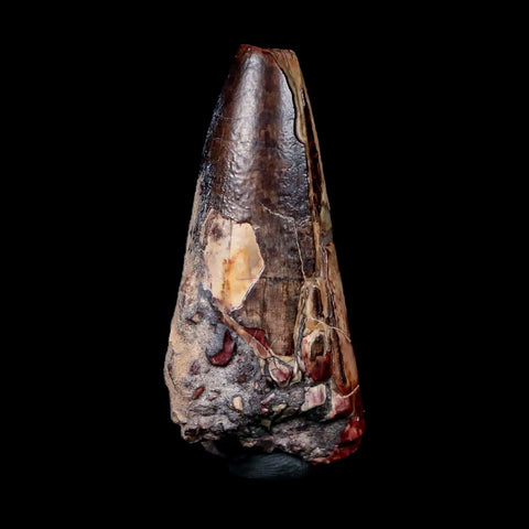 2.3" Sarcosuchus Imperator Crocodile Fossil Tooth Elrhaz FM Cretaceous Niger COA - Fossil Age Minerals