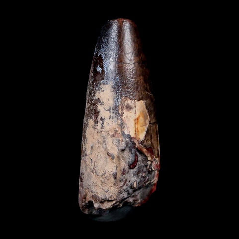 2.3" Sarcosuchus Imperator Crocodile Fossil Tooth Elrhaz FM Cretaceous Niger COA - Fossil Age Minerals