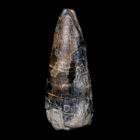 1.9" Sarcosuchus Imperator Crocodile Fossil Tooth Elrhaz FM Cretaceous Niger COA - Fossil Age Minerals