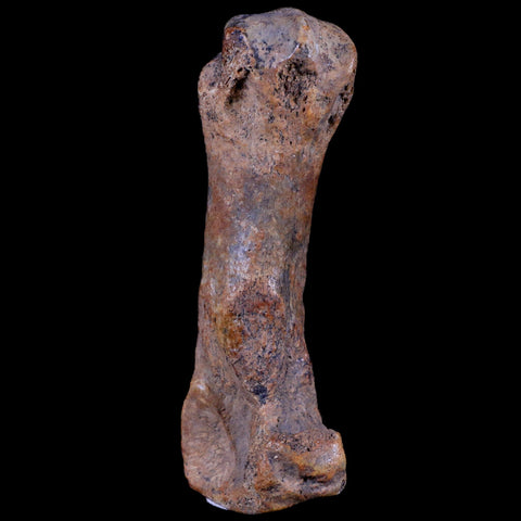 3.6" Extinct Cave Bear Ursus Spelaeus Hand Paw Bone Pleistocene Age Romania COA - Fossil Age Minerals