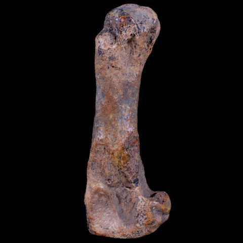 3.6" Extinct Cave Bear Ursus Spelaeus Hand Paw Bone Pleistocene Age Romania COA - Fossil Age Minerals