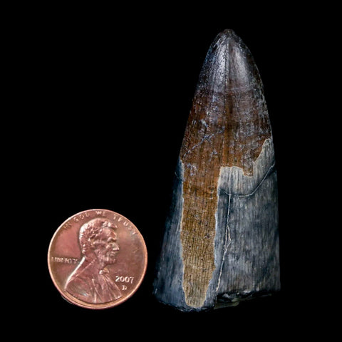 2.1" Sarcosuchus Imperator Crocodile Fossil Tooth Elrhaz FM Cretaceous Niger COA - Fossil Age Minerals