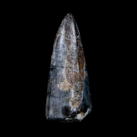 2.1" Sarcosuchus Imperator Crocodile Fossil Tooth Elrhaz FM Cretaceous Niger COA - Fossil Age Minerals