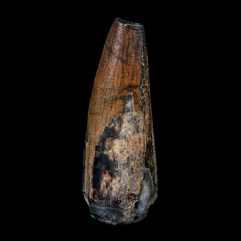 2.4" Sarcosuchus Imperator Crocodile Fossil Tooth Elrhaz FM Cretaceous Niger COA - Fossil Age Minerals