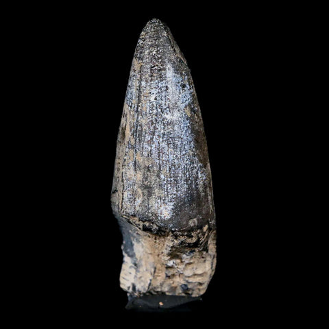2.4" Sarcosuchus Imperator Crocodile Fossil Tooth Elrhaz FM Cretaceous Niger COA - Fossil Age Minerals