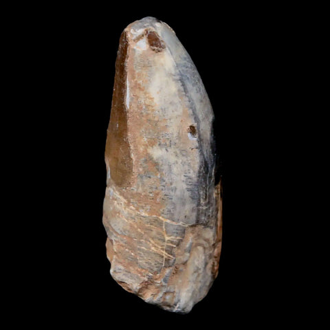 2.2" Sarcosuchus Imperator Crocodile Fossil Tooth Elrhaz FM Cretaceous Niger COA - Fossil Age Minerals