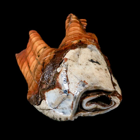 4.2" Woolly Rhinoceros Fossil Rooted Tooth Pleistocene Age Megafauna Russia COA - Fossil Age Minerals