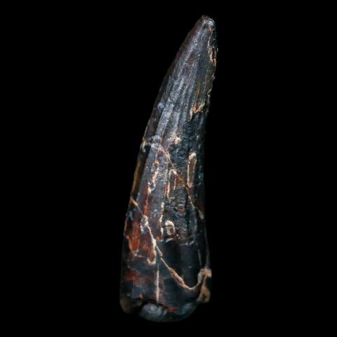 1.2" Suchomimus Fossil Tooth Cretaceous Spinosaurid Dinosaur Elraz FM Niger COA - Fossil Age Minerals