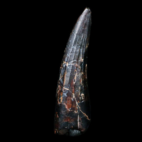 1.2" Suchomimus Fossil Tooth Cretaceous Spinosaurid Dinosaur Elraz FM Niger COA - Fossil Age Minerals