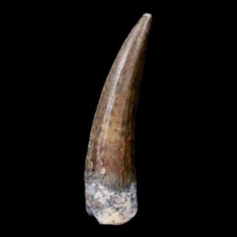 1.3" Suchomimus Fossil Tooth Cretaceous Spinosaurid Dinosaur Elraz FM Niger COA - Fossil Age Minerals