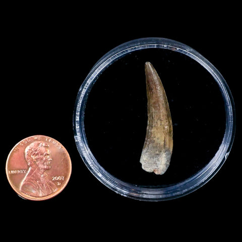 1.3" Suchomimus Fossil Tooth Cretaceous Spinosaurid Dinosaur Elraz FM Niger COA - Fossil Age Minerals