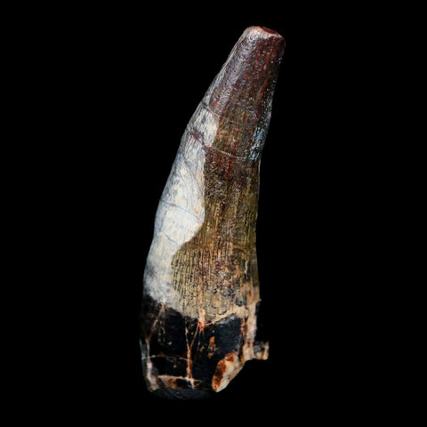 1.6" Suchomimus Fossil Tooth Cretaceous Spinosaurid Dinosaur Elraz FM Niger COA - Fossil Age Minerals
