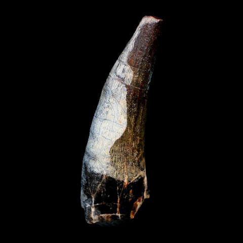 1.6" Suchomimus Fossil Tooth Cretaceous Spinosaurid Dinosaur Elraz FM Niger COA - Fossil Age Minerals