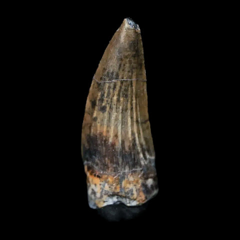 0.7" Suchomimus Fossil Tooth Cretaceous Spinosaurid Dinosaur Elraz FM Niger COA - Fossil Age Minerals