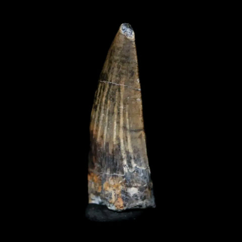 0.7" Suchomimus Fossil Tooth Cretaceous Spinosaurid Dinosaur Elraz FM Niger COA - Fossil Age Minerals