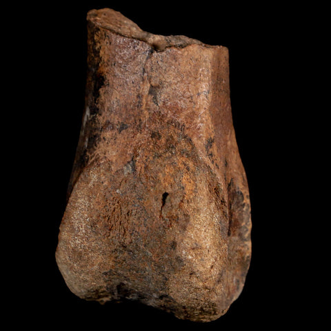 2.6" Brachylophosaurus Fossil Humerus Cretaceous Dinosaur Judith River FM MT COA - Fossil Age Minerals