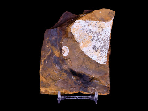 2.2" Detailed Ginkgo Cranei Fossil Plant Leaf Morton County, ND Paleocene Age COA - Fossil Age Minerals
