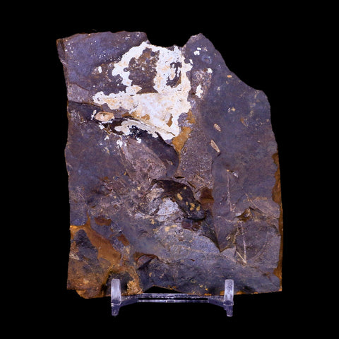 2.2" Detailed Ginkgo Cranei Fossil Plant Leaf Morton County, ND Paleocene Age COA - Fossil Age Minerals