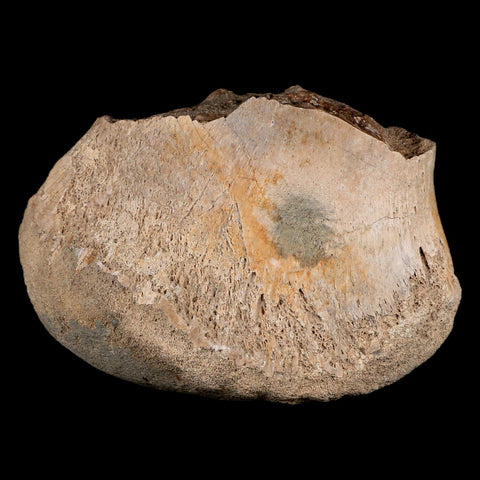 4.3" Maiasaura Hadrosaur Dinosaur Tibia End Bone Fossil Two Medicine FM MT COA - Fossil Age Minerals